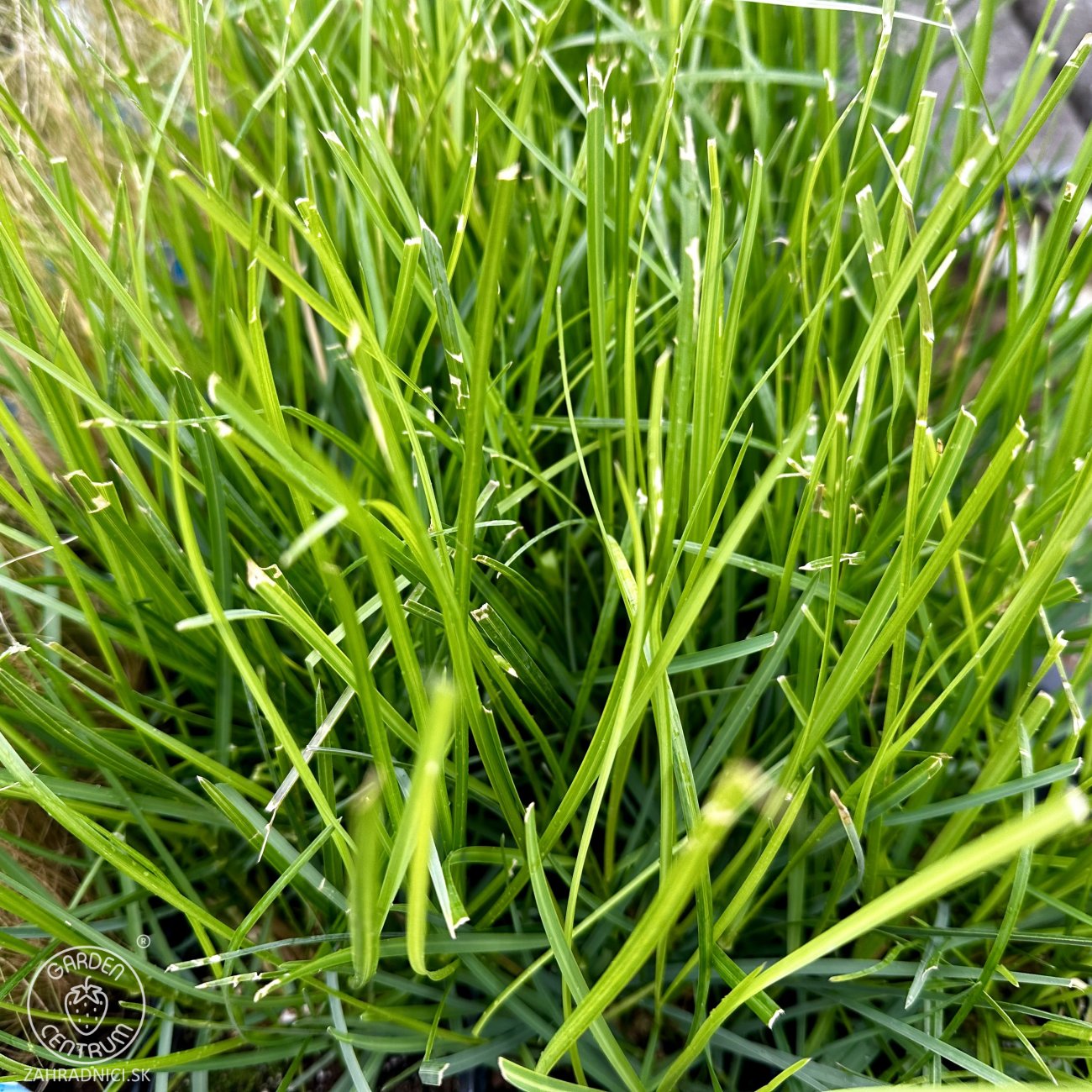 Obrázok Ostrevka (Sesleria autumnalis) kont. C1.5L